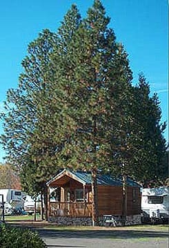 cabin_trees (1)